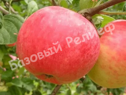 Яблоня Ауксис