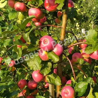 Яблоня Ауксис