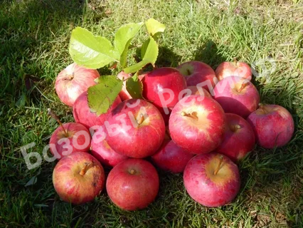 Яблоня Ауксис