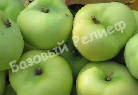 Яблоня Бабушкино