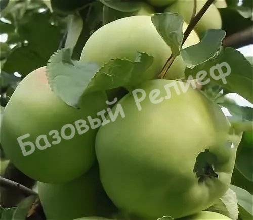 Яблоня Бабушкино