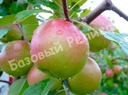 Яблоня Балтика