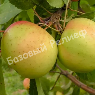 Яблоня Банановое