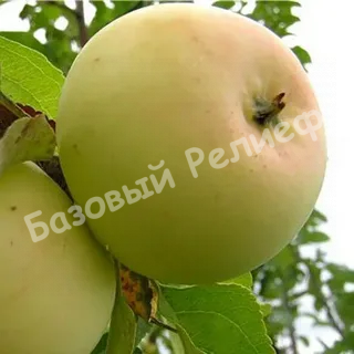 Яблоня Банановое