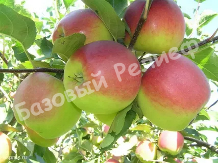 Яблоня Башкирская красавица