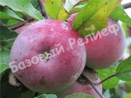 Яблоня Белорусское малиновое