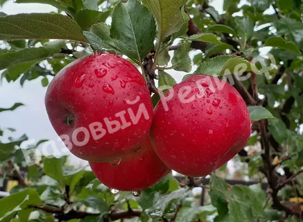 Яблоня Благая весть