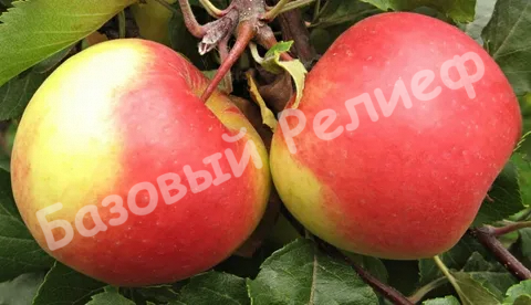 Яблоня Благая весть