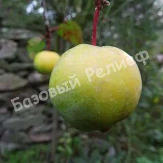 Яблоня Бренди Мэджик