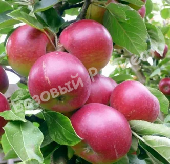 Яблоня Весеннее