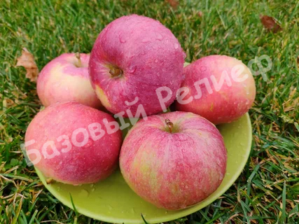 Яблоня Весялина
