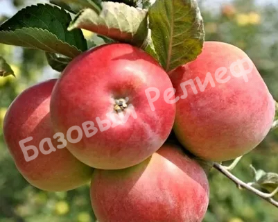 Яблоня ВЭМ розовый