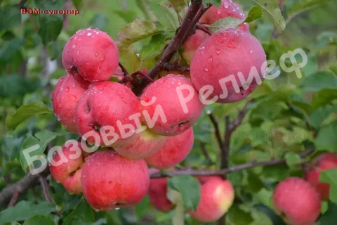Яблоня ВЭМ розовый