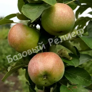 Колоновидная яблоня Гирлянда