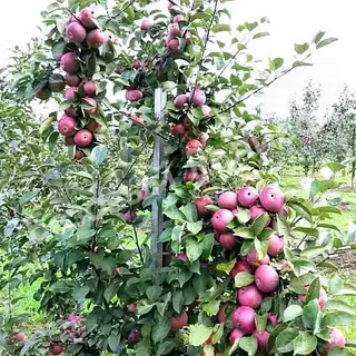 Колоновидная яблоня Гирлянда
