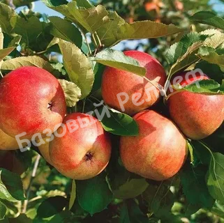 Яблоня Горнист
