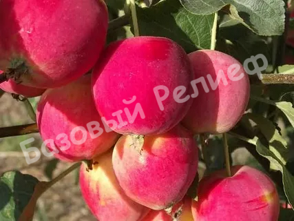 Яблоня Горноалтайское