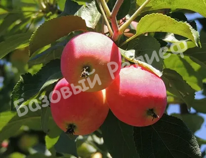 Яблоня Горноалтайское