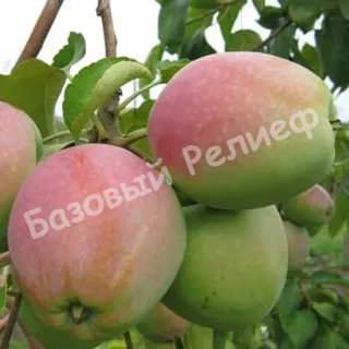 Яблоня Горный Синап - 291