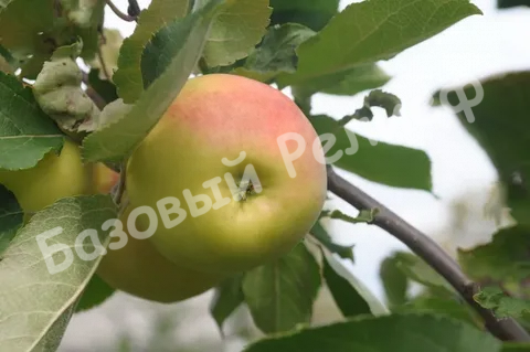Яблоня Данила