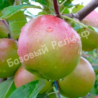 Яблоня Данила