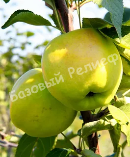 Яблоня Дачная
