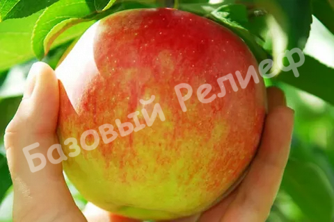 Яблоня Дачная
