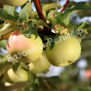 Яблоня Детское