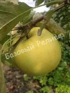 Яблоня Детское