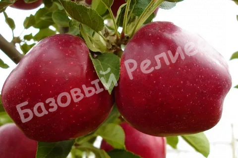 Яблоня Джеромини
