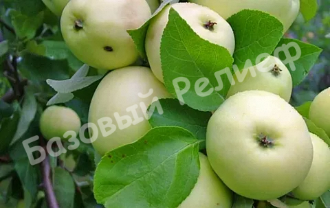 Яблоня Дочь Папировки