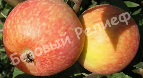 Яблоня Дружное