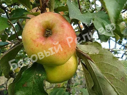 Яблоня Дружное