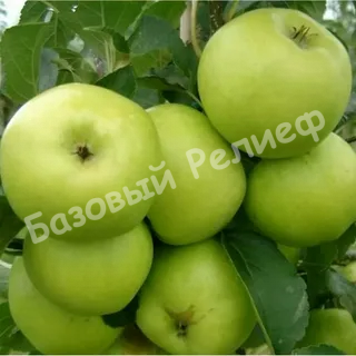 Яблоня Душистое
