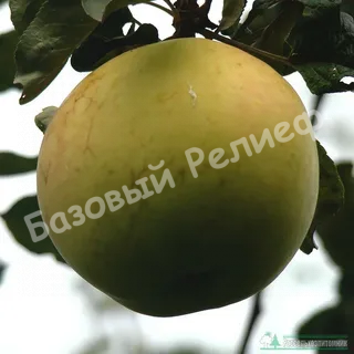 Яблоня Душистое