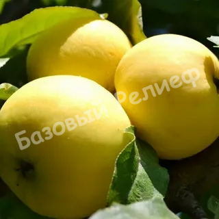 Яблоня Желтое сахарное
