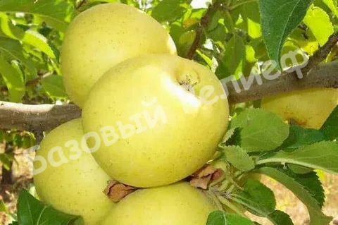 Яблоня Желтое сахарное