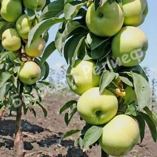 Колоновидная яблоня Зеленый Шум