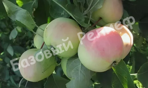 Яблоня Зорька