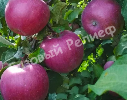 Яблоня Зорька