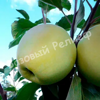 Яблоня Исеть белая
