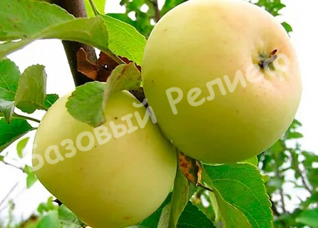 Яблоня Исеть белая