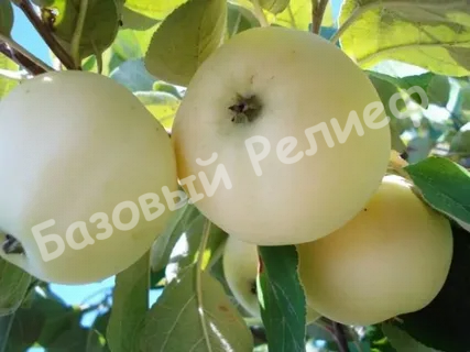 Яблоня Исеть белая