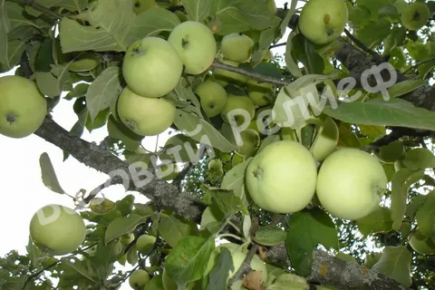 Яблоня Исеть белая