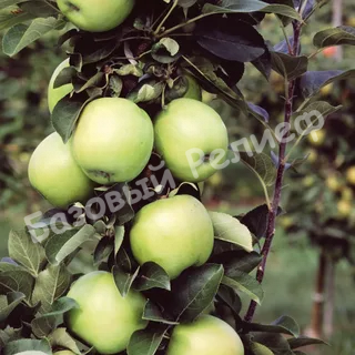 Яблоня Каскад