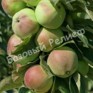 Яблоня Каскад