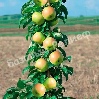 Яблоня Каскад