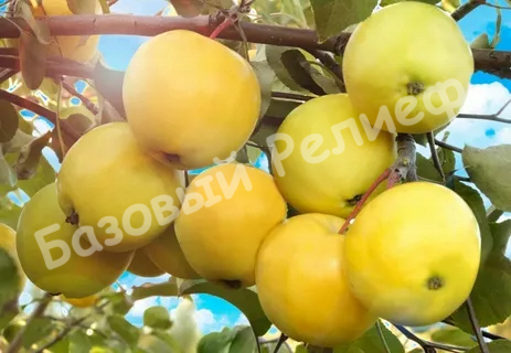 Яблоня Китайка Золотая ранняя