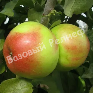Яблоня Ковровое