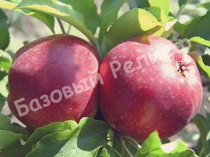 Яблоня Кортланд